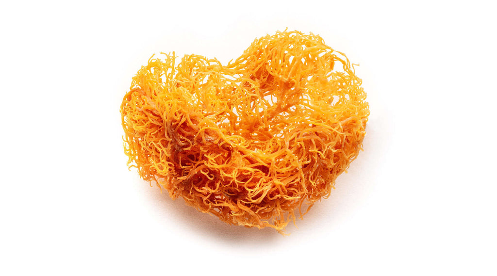 Sea Moss: The Celebrity-Backed Superfood Transforming Lives - vitalitymoss