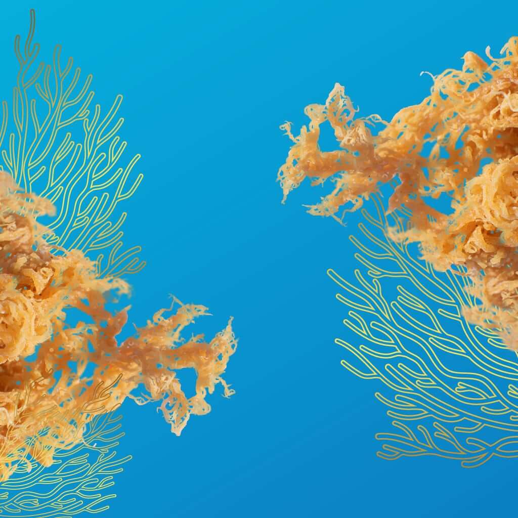 Sea Moss Powder