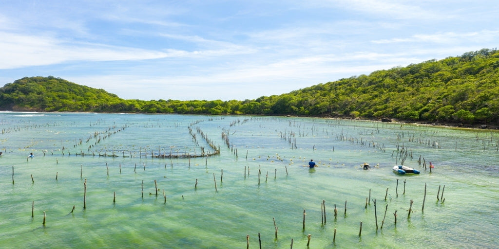 Wildcrafted sea moss being harvested from the ocean